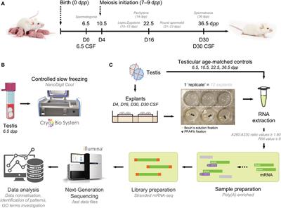 Throughout in vitro first spermatogenic wave: Next-generation sequencing gene expression patterns of fresh and cryopreserved prepubertal mice testicular tissue explants